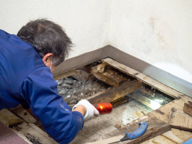  Hampton, GA Mold Removal Pros