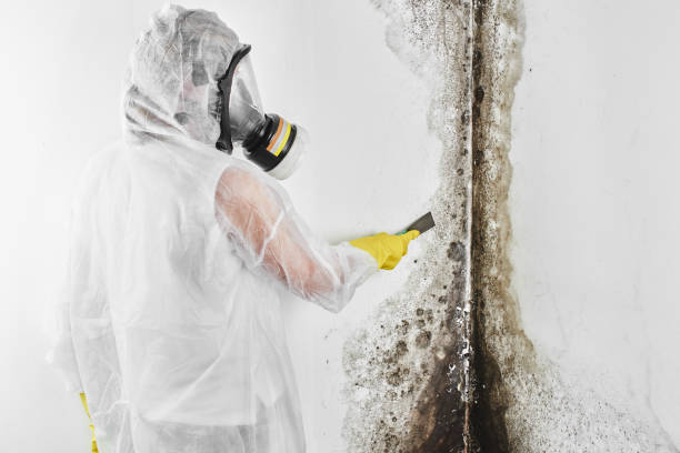 Best Certified Mold Removal  in Hampton, GA