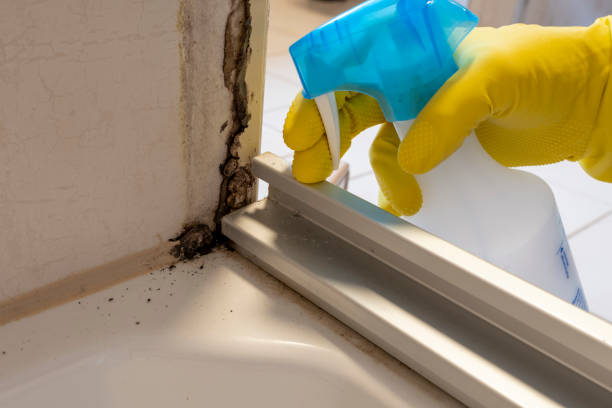 Best Same-Day Mold Removal  in Hampton, GA