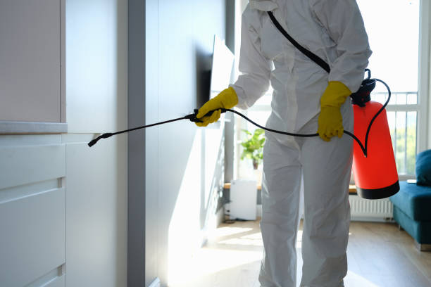 Best Black Mold Removal  in Hampton, GA