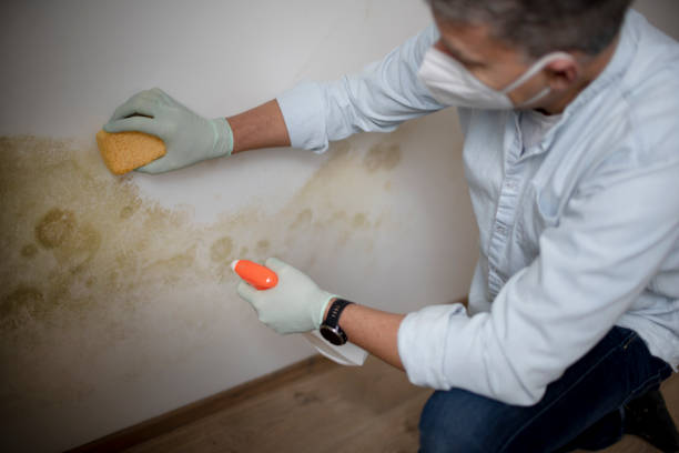 Best Professional Mold Removal  in Hampton, GA