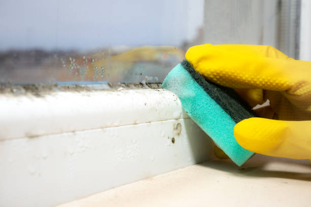 Hampton, GA Mold Removal Company