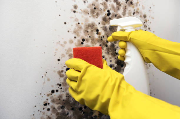 Best Black Mold Removal  in Hampton, GA