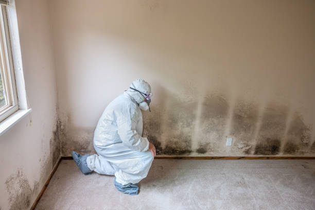 Best Crawl Space Mold Removal  in Hampton, GA