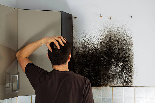 Best Crawl Space Mold Removal  in Hampton, GA